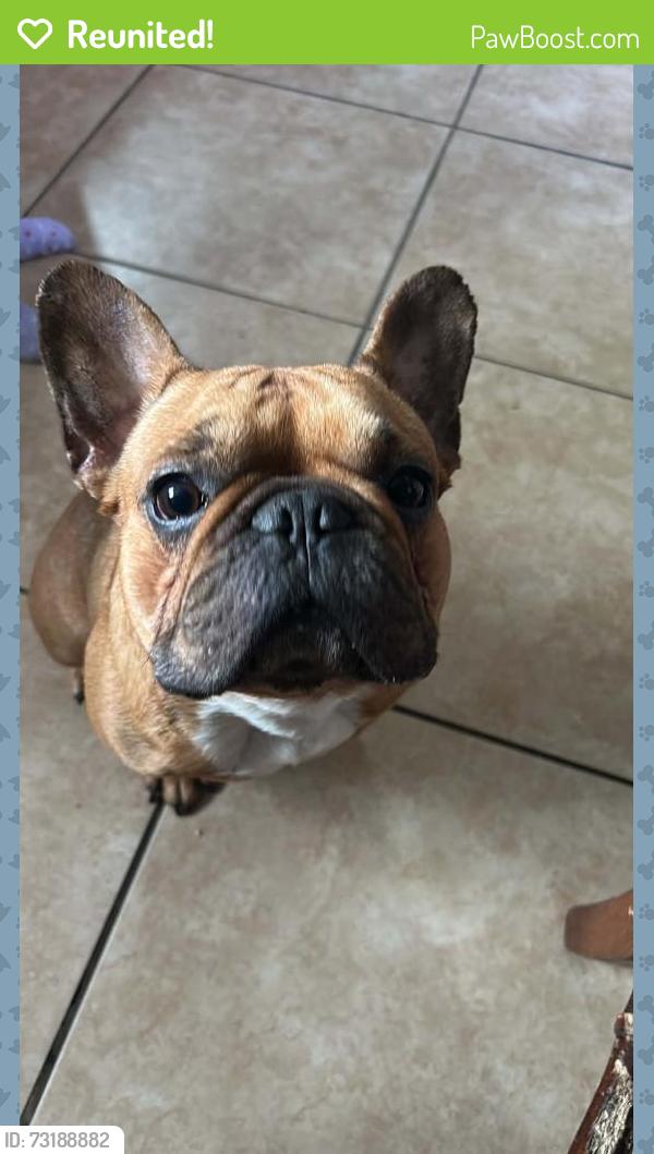 Reunited Male Dog last seen 41st pl and san pedro st at the park, Los Angeles, CA 90011