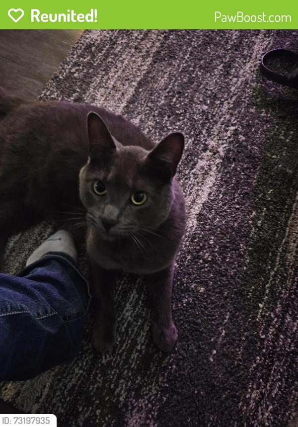 Reunited Male Cat last seen 24th st bellingham wa 98225, Bellingham, WA 98225