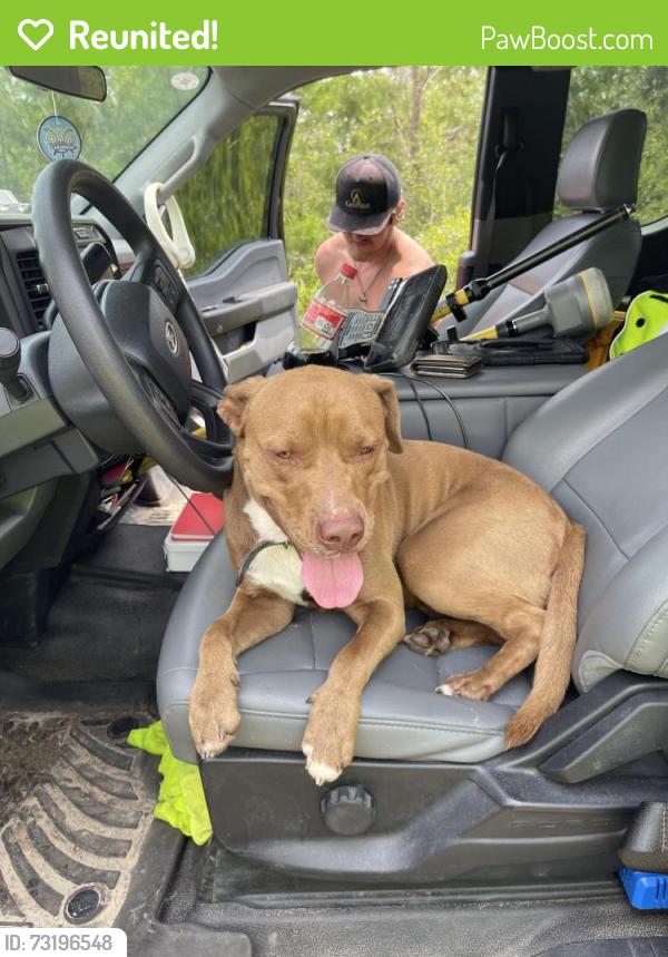 Reunited Male Dog last seen Near, Fountain, FL 32438