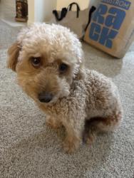 Reunited Male Dog last seen Via Mallorca near the Trader Joe’s complex, San Diego, CA 92037