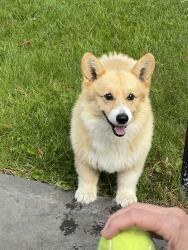 Reunited Female Dog last seen Fosters Ranch Market & Harwood Park, Laytonville, CA 95454