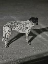 Found/Stray Unknown Dog last seen Key point drive, main st at Bakers, Hesperia, CA 92340