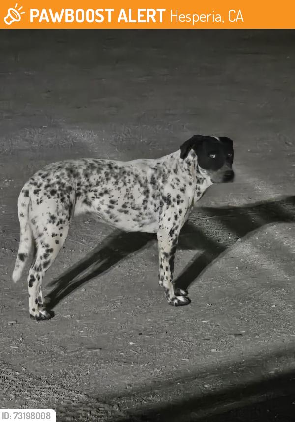 Found/Stray Unknown Dog last seen Key point drive, main st at Bakers, Hesperia, CA 92340