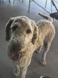 Found/Stray Male Dog last seen At a park in torrey hills, San Diego, CA 92130