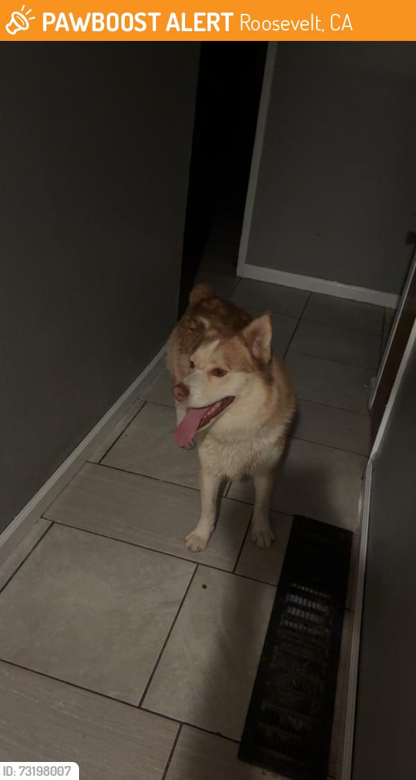 Found/Stray Male Dog last seen Washington and minnewawa, Roosevelt, CA 93727