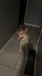 Found/Stray Male Dog last seen Washington and minnewawa, Roosevelt, CA 93727