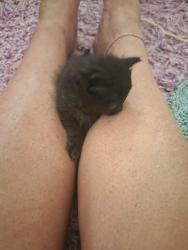 Lost Male Cat last seen Whittier, Hemet, CA 92543
