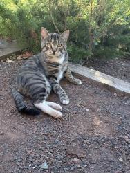 Reunited Male Cat last seen Rheem Blvd, Moraga, Moraga, CA 94556