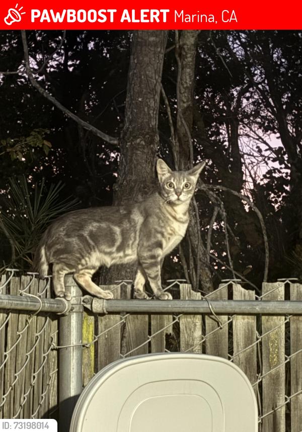 Lost Female Cat last seen Abrams Park, Marina, CA 93933