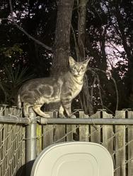 Lost Female Cat last seen Abrams Park, Marina, CA 93933