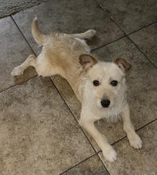 Lost Male Dog last seen Crismón Creek Village, Mesa, AZ 85209