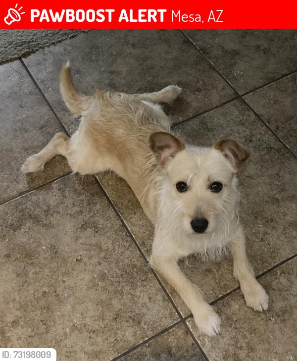 Lost Male Dog last seen Crismón Creek Village, Mesa, AZ 85209