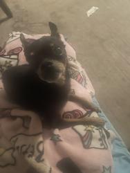 Reunited Male Dog last seen Modesto, CA, USA, Modesto, CA 95354