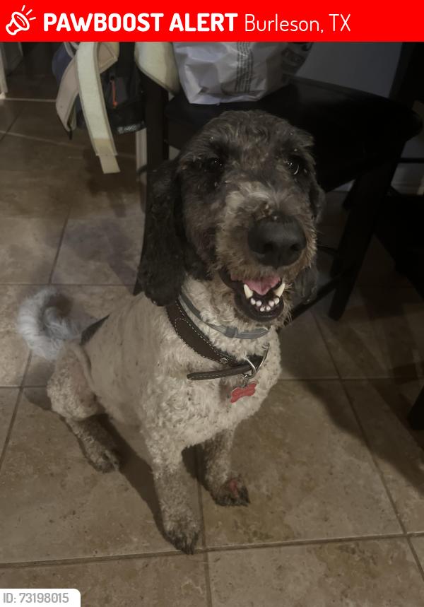 Lost Female Dog last seen Tanglewood and 604, Burleson, TX 76028