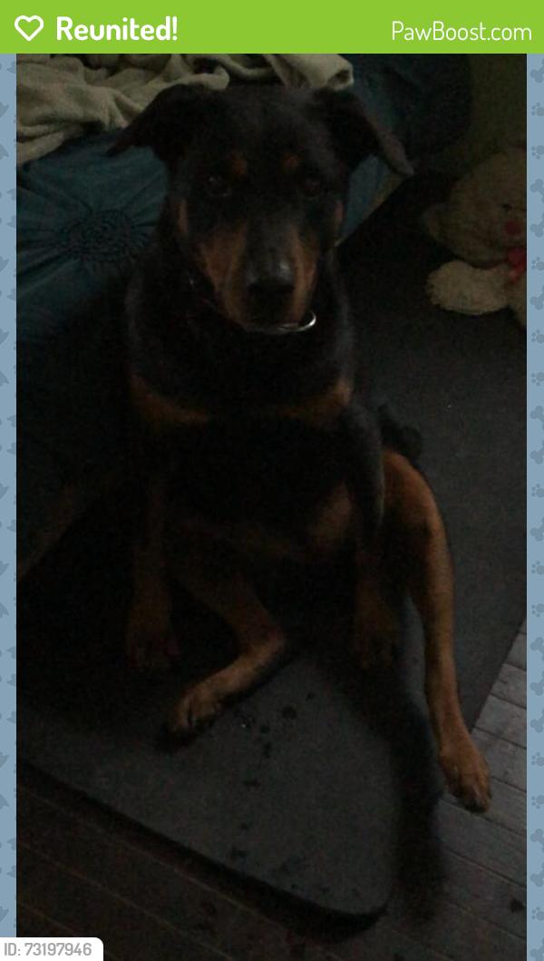 Reunited Female Dog last seen Near N Pacific Ave, Chicago, IL 60634, USA, Chicago, IL 60634