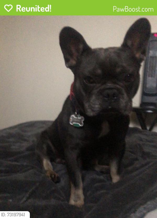 Reunited Male Dog last seen Near N Pacific Ave, Chicago, IL 60634, USA, Chicago, IL 60634