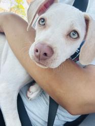 Reunited Female Dog last seen E Oxford street, Chula Vista, CA 91911