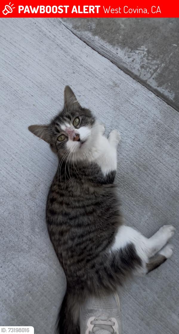 Lost Female Cat last seen Yolanda Ct, Veronica Ave, Giano Ave, West Covina, CA 91792