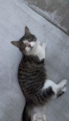 Lost Female Cat last seen Yolanda Ct, Veronica Ave, Giano Ave, West Covina, CA 91792