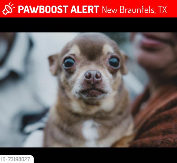 Lost Male Dog last seen Near Briggs, New Braunfels, TX 78130