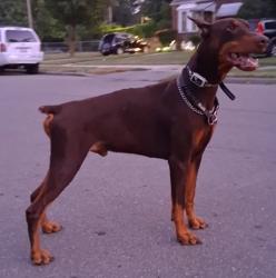 Reunited Male Dog last seen West 8 mile and Coolidge, Detroit, MI 48235