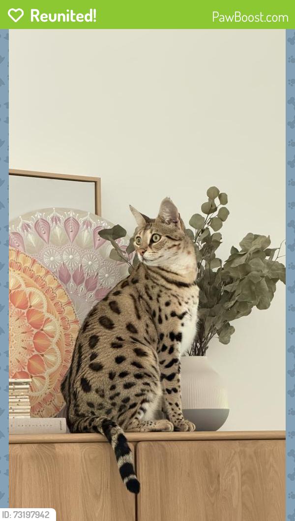 Reunited Female Cat last seen Lei street, Fair Oaks, CA 95628