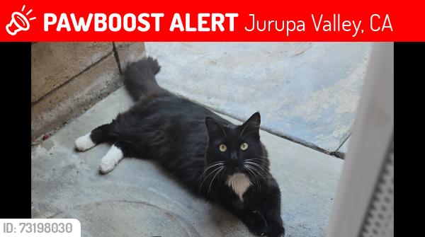 Lost Male Cat last seen Cabernet and Latour lane, Jurupa Valley, CA 91752