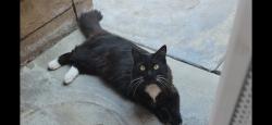 Lost Male Cat last seen Cabernet and Latour lane, Jurupa Valley, CA 91752