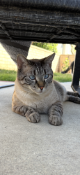 Lost Male Cat last seen Shields park/ meadowlark park, Fillmore, CA 93015