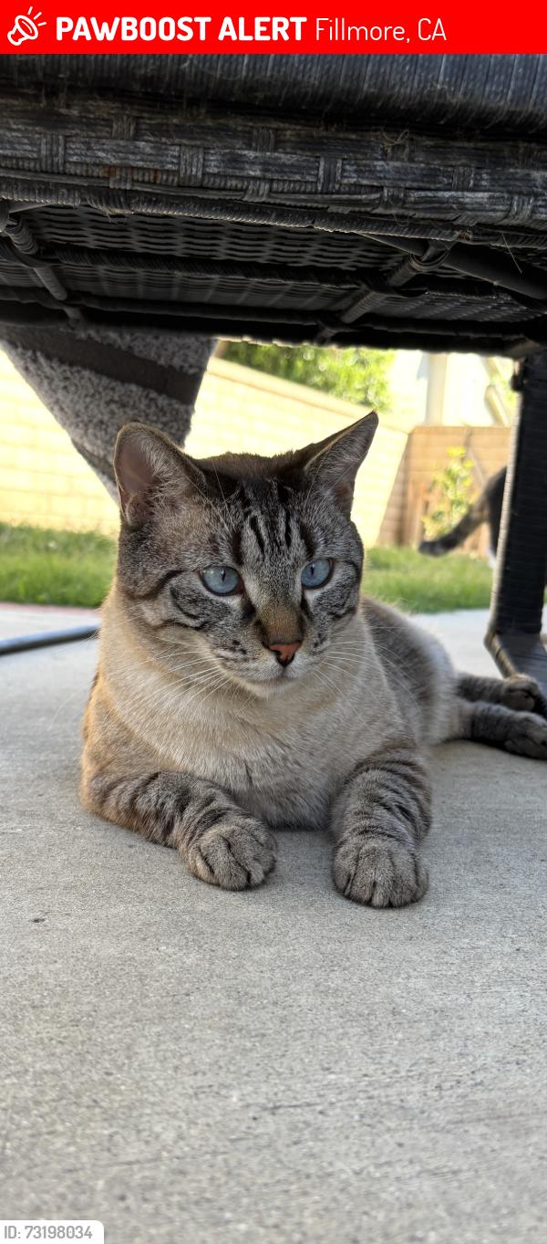 Lost Male Cat last seen Shields park/ meadowlark park, Fillmore, CA 93015