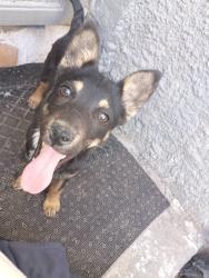 Lost Male Dog last seen in the Central area of El Paso close to Dyer Street, El Paso, TX 79930