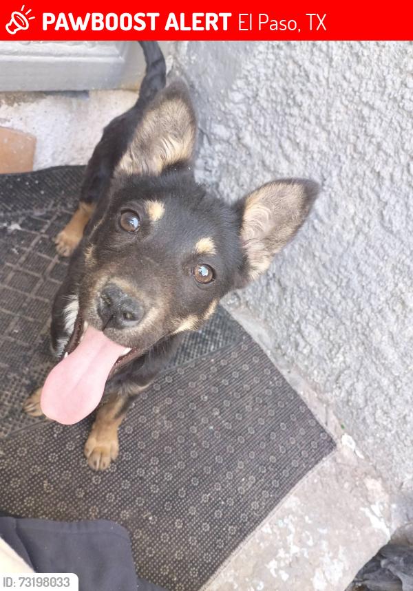 Lost Male Dog last seen in the Central area of El Paso close to Dyer Street, El Paso, TX 79930