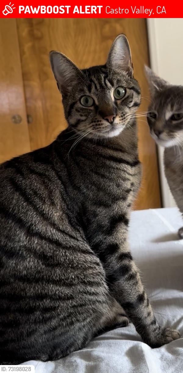Lost Male Cat last seen Near Forest Avenue, Castro Valley, CA 94546, Castro Valley, CA 94546