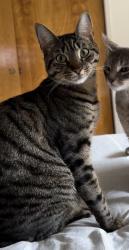 Lost Male Cat last seen Near Forest Avenue, Castro Valley, CA 94546, Castro Valley, CA 94546
