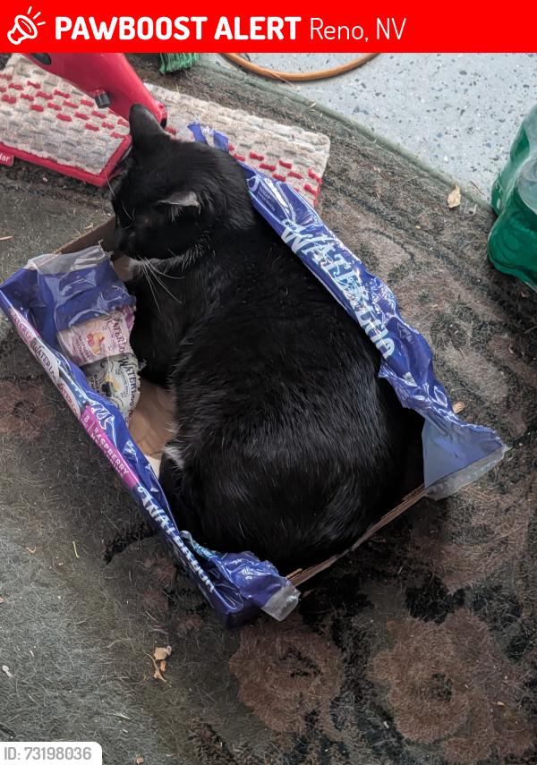 Lost Male Cat last seen Silver lake School, Reno, NV 89506