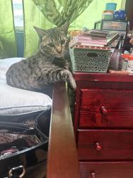 Lost Male Cat last seen 206th st and Western, Torrance, CA 90501