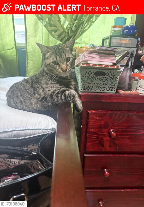 Lost Male Cat last seen 206th st and Western, Torrance, CA 90501