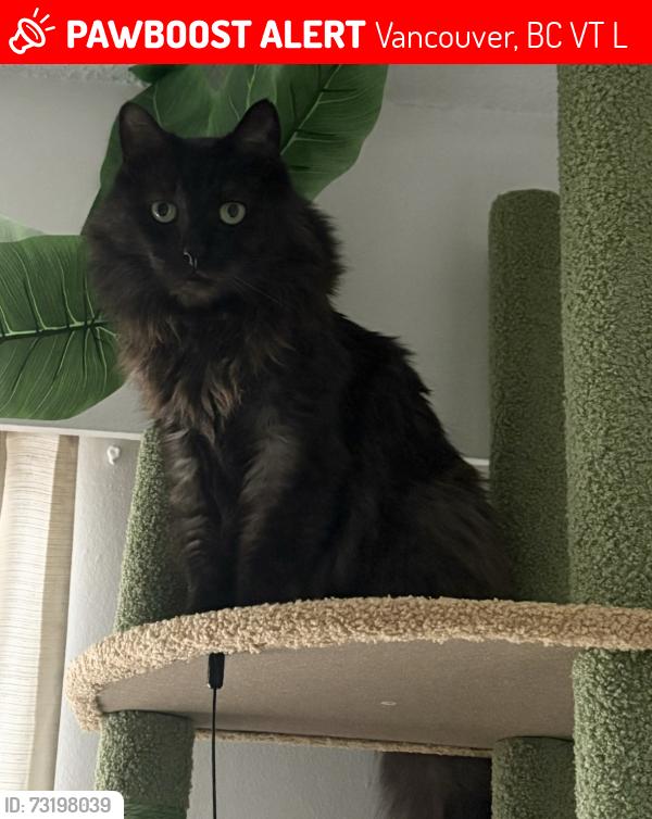 Lost Male Cat last seen E6th ave and Prince Albert street, Vancouver, BC V5T 1L8