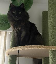 Lost Male Cat last seen E6th ave and Prince Albert street, Vancouver, BC V5T 1L8