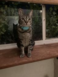 Reunited Female Cat last seen South Ogden Street near Safeway, Denver, CO 80209