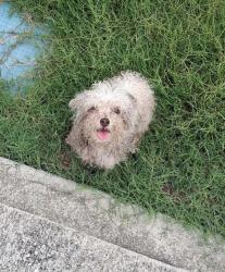Lost Female Dog last seen Grey Fox Way Atlanta 30349, Atlanta, GA 30349