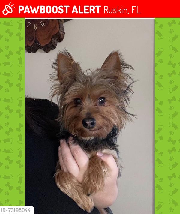 Lost Male Dog last seen In Ruskin FL, Ruskin, FL 33570