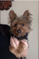 Lost Male Dog last seen In Ruskin FL, Ruskin, FL 33570
