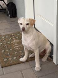 Lost Male Dog last seen Broadway Rd Moorpark, Ventura County, CA 93021