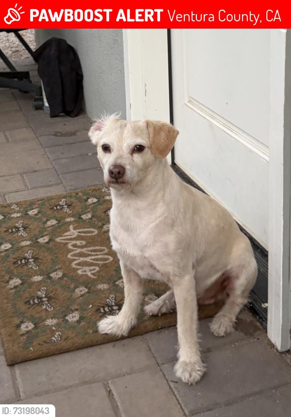 Lost Male Dog last seen Broadway Rd Moorpark, Ventura County, CA 93021