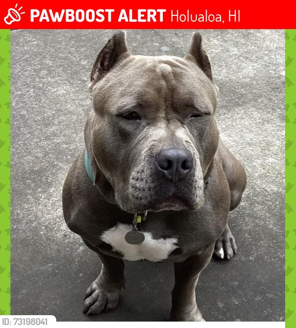 Lost Male Dog last seen TomiTomi , Palani Rd, Hula Daddy Coffee, Holualoa, HI 96725