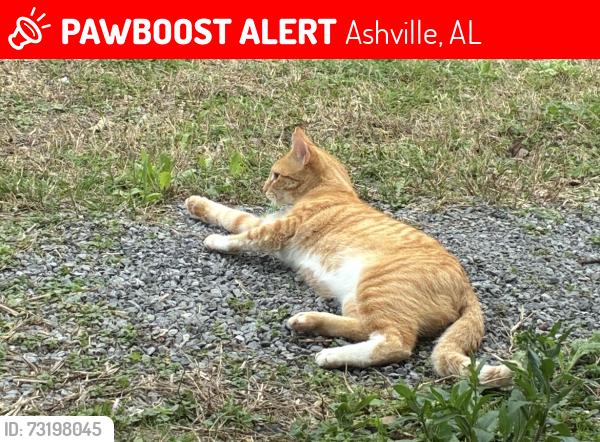 Lost Male Cat last seen Idk, Ashville, AL 35953