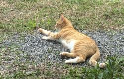 Lost Male Cat last seen Idk, Ashville, AL 35953