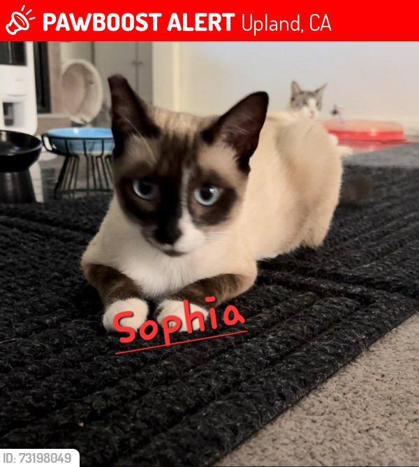 Lost Female Cat last seen Near Clearwater Circle upland ca 91784, Upland, CA 91784