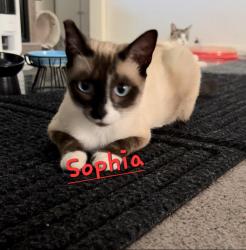 Lost Female Cat last seen Near Clearwater Circle upland ca 91784, Upland, CA 91784